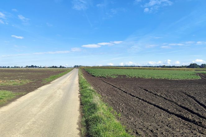 Rolnicy oszukani na nasionach