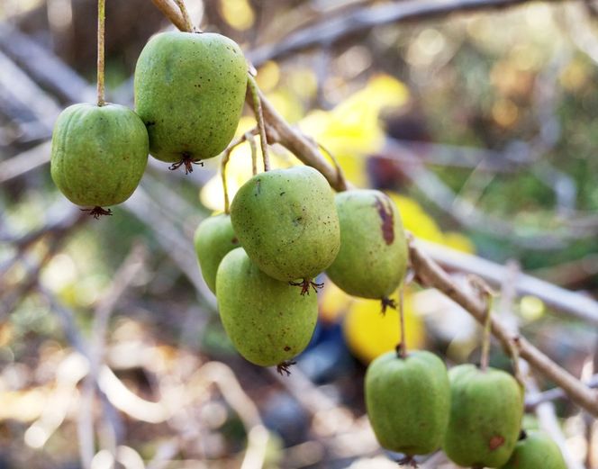 Aktinidia pstrolistna