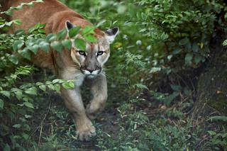 Czeska puma idzie nad morze