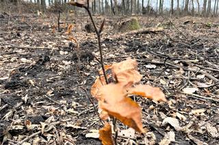 Posadzili prawie 3 tysiące drzew w Krakowie. Zniszczone uroczysko wraca do życia