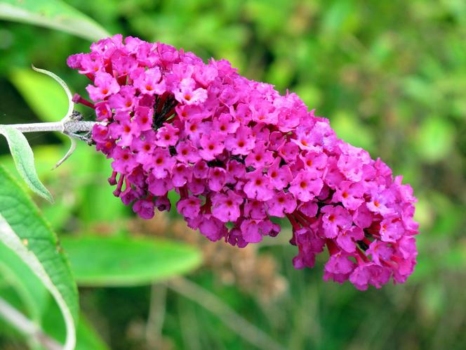 Budleja Dawida (Buddleja davidii) 