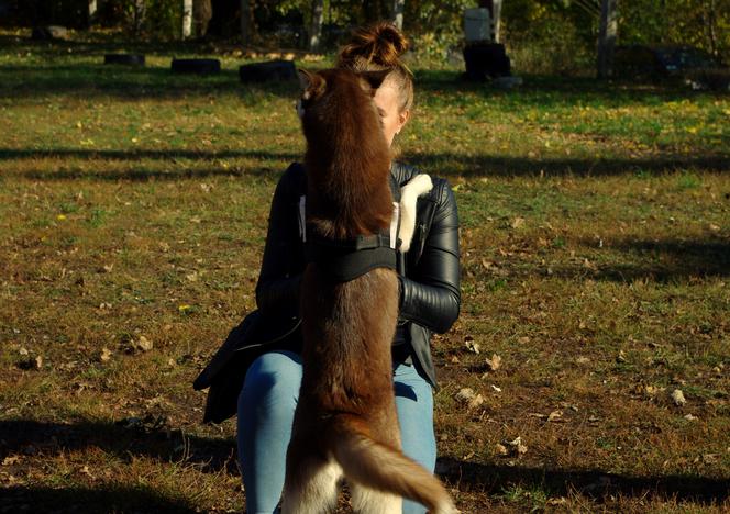 Husky opanowały Psi Park! [GALERIA]