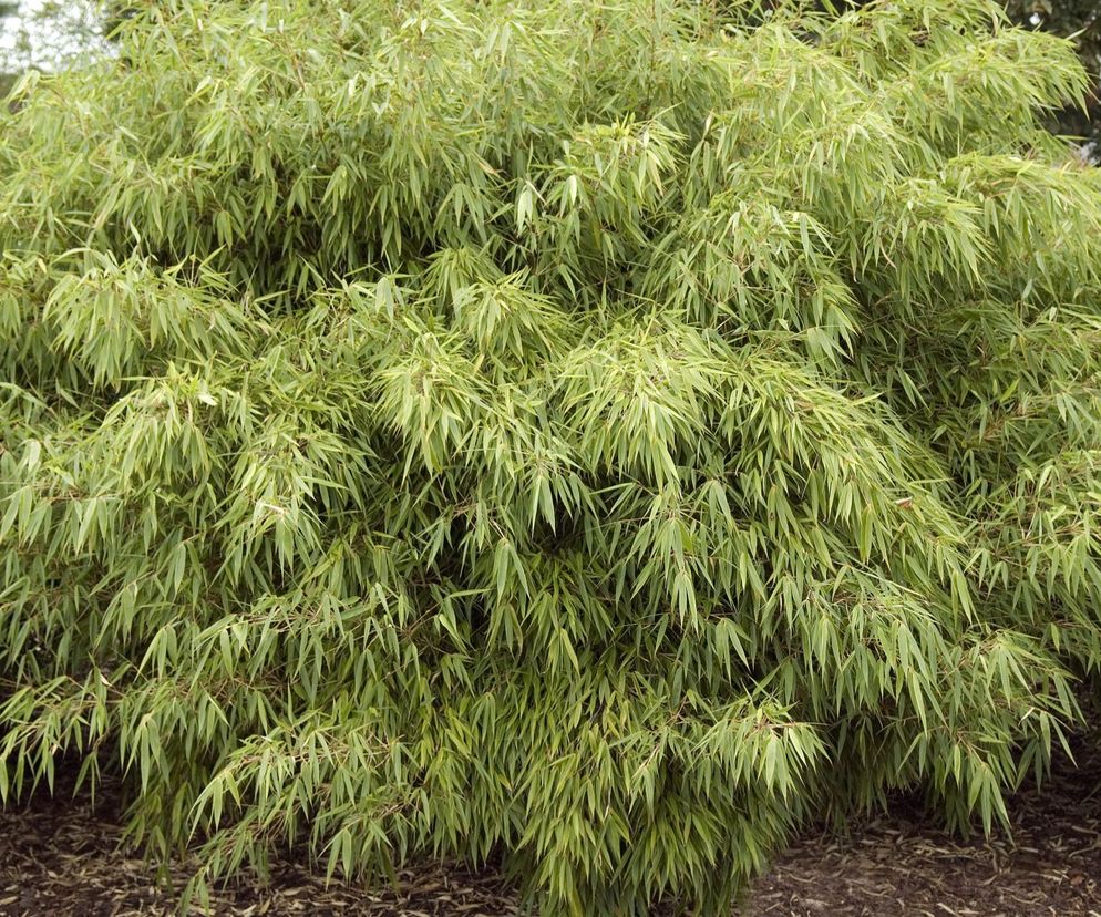 Fargesia rdzawa (Fargesia rufa)