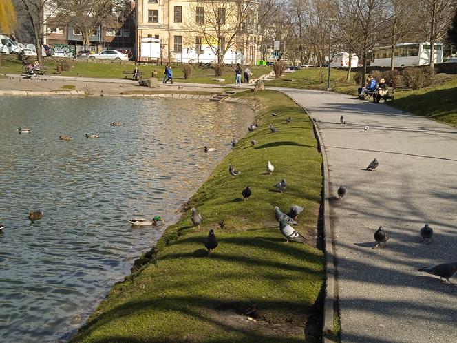 Wiosna w Kielcach. Coraz więcej zieleni i spacerowiczów w parku miejskim