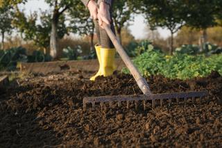 Jaka ziemia pod warzywa jest najlepsza? Jak przygotować ziemię w warzywniku?