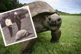 Urodził się zanim wymyślono żarówkę! Żółw Jonathan jest najstarszym zwierzęciem na świecie!