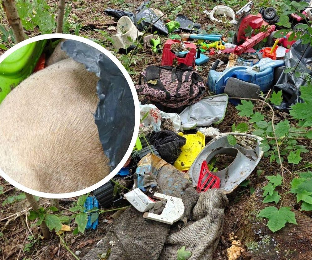 Nieopodal Bydgoszczy leśniczy znalazł wśród śmieci ciało torturowanego psa! Pomóż policji namierzyć sprawcę