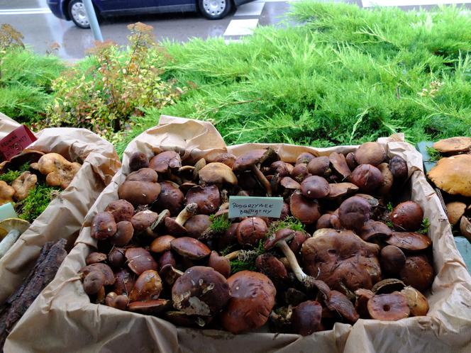 Panie z Sanepidu w Opolu Lubelskim zatroszczyły się o grzybiarzy. Przygotowały  wystawę ze świeżych grzybów, a "eksponaty" zebrały same!