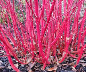 Cornus alba 'Sibirica'