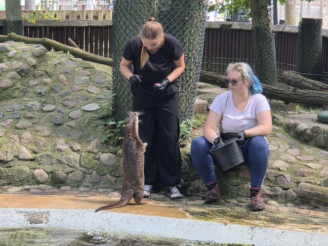 Pokazowe karmienie w myślęcińskim zoo to prawdziwy hit! Sprawdziliśmy to na miejscu