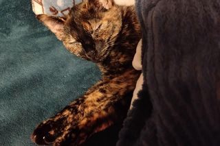 Koty czytelników portalu Eska Poznań