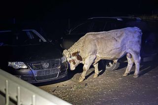 Wściekłe byki siały grozę na ulicach! Poturbowały właściciela