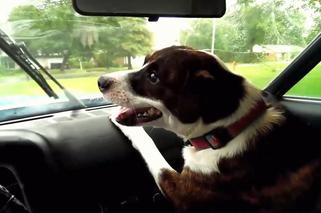 Psy nie znoszą wycieraczek samochodowych! I to bardzo!