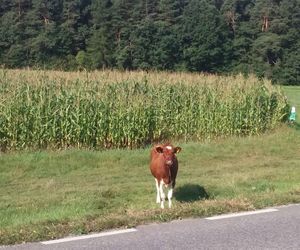 Jeziorko koło Nowej Słupi 