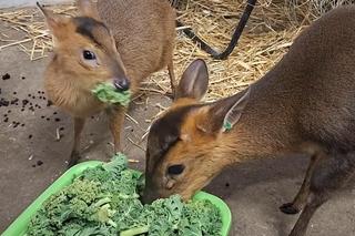  Ale słodziaki! Poznajcie mundżaki chińskie z wrocławskiego zoo [Film]