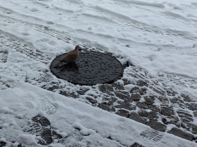 Leszno wygląda bajkowo! Na walentynki sypnęło śniegiem