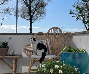 Beliani, fotel paw FLORENTINE II Rattan naturalny, 759 zł