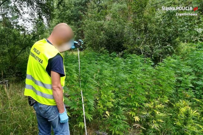 Koniecpol: Zlikwidowali plantację konopi. Wartość narkotyków szacuje się na ponad 500 tys. zł.