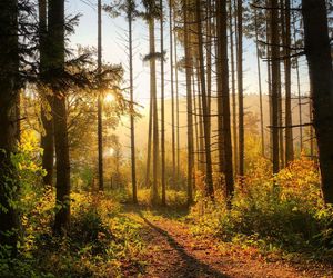 W tych częściach lasu rośnie najwięcej grzybów. Poznacie po charakterystycznych drzewach i nie tylko [GALERIA]