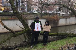 Nad Prosną w centrum Kalisza wycięto robinie akacjowe