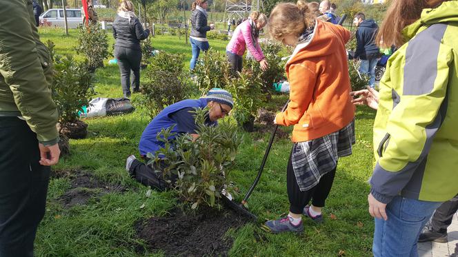 Pastwisko dla koni w Sosnowcu