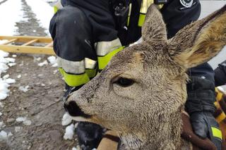 Strażacy OSP z Żywca uratowali tonącą sarnę