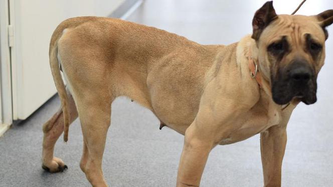 Myszków: Psy w stanie agonalnym uratowane przez wolontariuszy. Zdjęcia z akcji są przerażające [GALERIA]