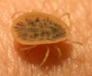 Obrzeżek gołębi (kleszcze gołębie, ptasie) - objawy ugryzienia i zwalczanie