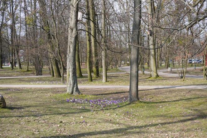 Pierwszy dzień wiosny na Polu Mokotowskim 21 marca 2024