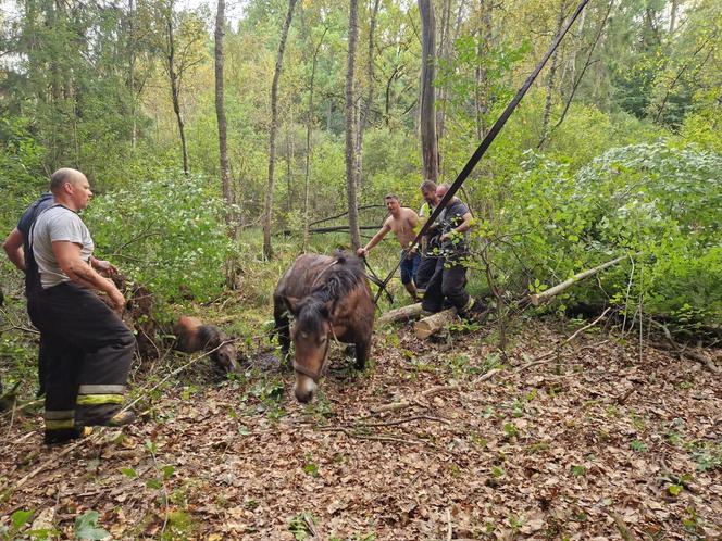 Nietypowe interwencje służb. Strażacy-ochotnicy uratowali stado koni, a strażnicy miejscy sarenki