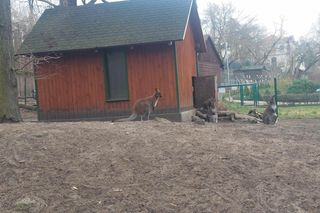 Małe kangurzątka urodziły się w Ogrodzie Zoobotanicznym w Toruniu