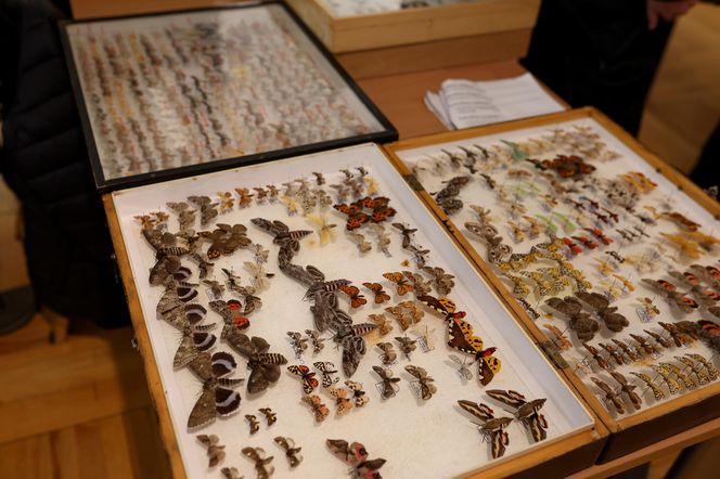 I Międzynarodowy Dzień Wymiany Owadów i Targi Entomologiczne w Bytomiu