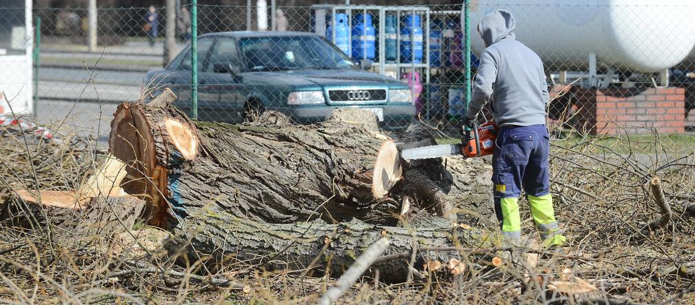 Wycinka drzew w Warszawie