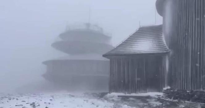Śnieżka w śniegu. We wrześniu spadł pierwszy śnieg