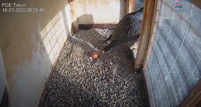 Sokoły wędrowne z komina PGE Toruń - Katarzyna i Piernik doczekały się jajek! 