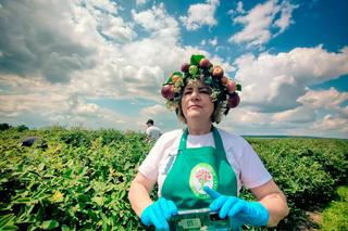 Samozbiór na plantach Jagodowe pole w powiecie opatowskim