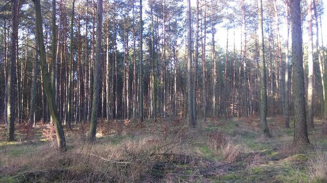 Podpalacze poszukiwani! Jest nagroda. Dyrekcja Lasów w Toruniu apeluje o pomoc