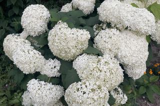 Hortensja drzewiasta 'Anabelle'