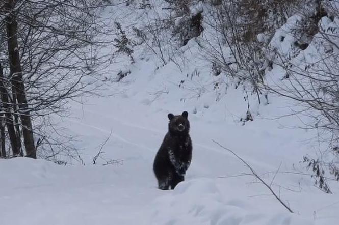 Lesniczy spotkal w lesie niedźwiedzia brunatnego