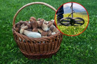 Grzybobranie z niespodzianką! Zamiast borowików znalazł... cmentarzysko! 