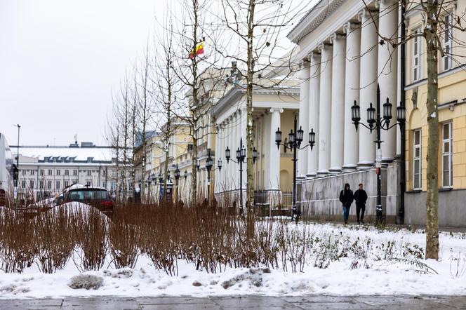 Nowe drzewa i krzewy na placu Bankowym w Warszawie