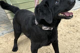 Ślepaczek czeka na dom w schronisku w Zamościu