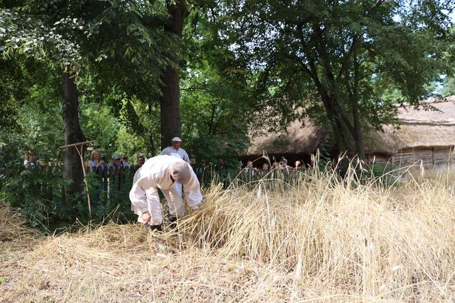 Tak wyglądało kiedyś żniwowanie na polskiej wsi