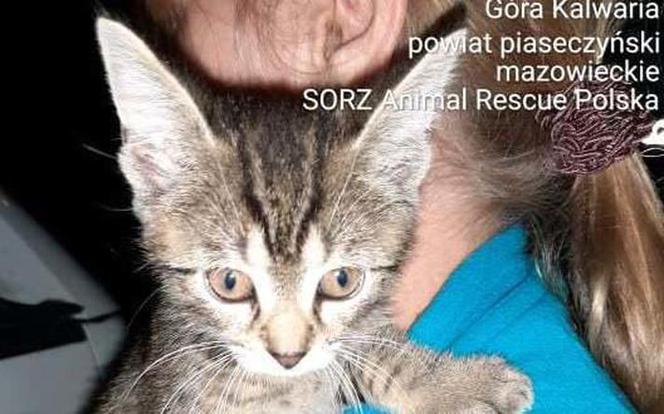 Wyrzuciła kota do kontenera na śmieci 