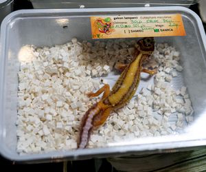 Targi egzotyki w Katowicach