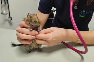 Ktoś wyrzucił małe koszatniczki na śmietnik, a dzieci rzucały w nie kamieniami. Uratowali je wolontariusze Ekostraży 