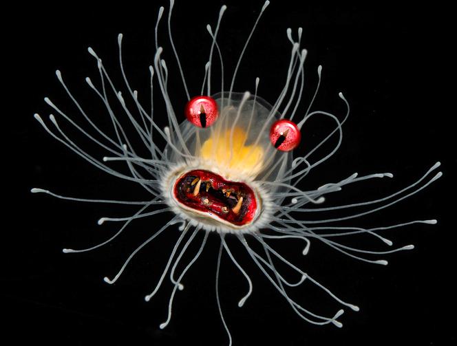 Meduzy mutanty niosą zagładę