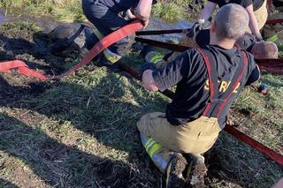 Koń utknął w bagnie. Dramatyczna akcja strażaków