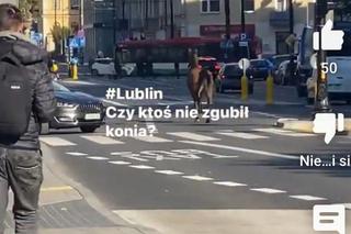 Wakara galopowała przez centrum Lublina! Ludzie byli w szoku