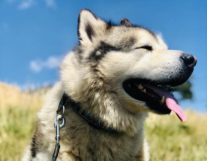 Wielichowska wyczesała psa na maksa